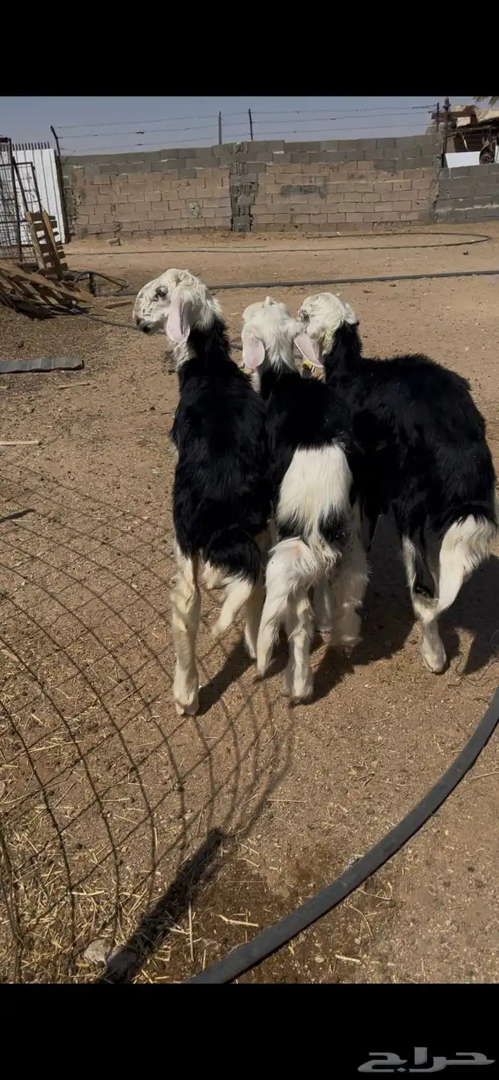 طليان نجد تم البيع 12