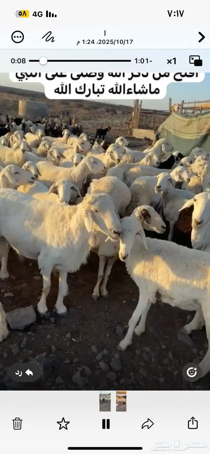 للبيع ضان ومعزا مراح واحد العددالضان حول 80 المعزا حول 70 1