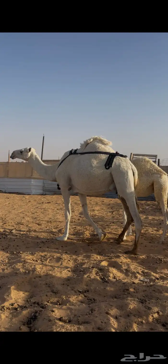 خلفه وضحاء 1