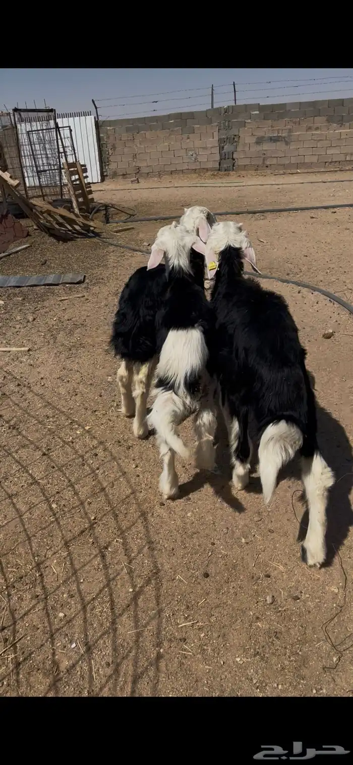 طليان نجد تم البيع 11