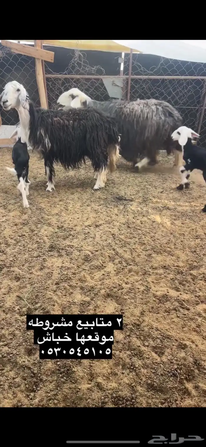 متابيع 2