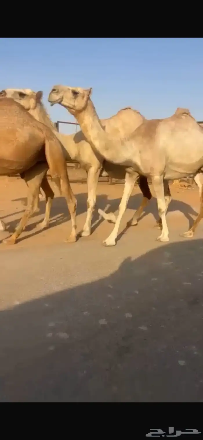 للبيع لقحة شقحا ع بعير بن عويفي 2
