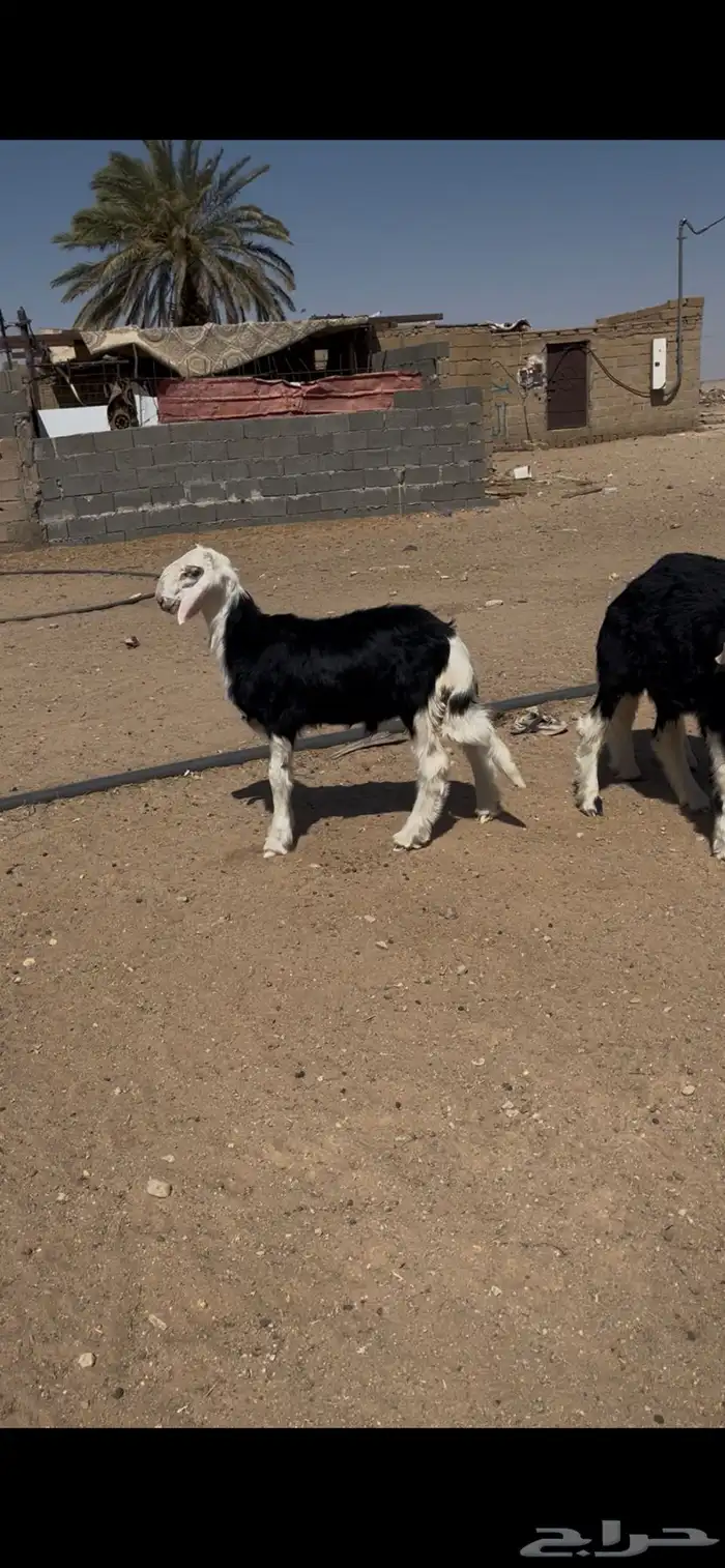 طليان نجد تم البيع 3