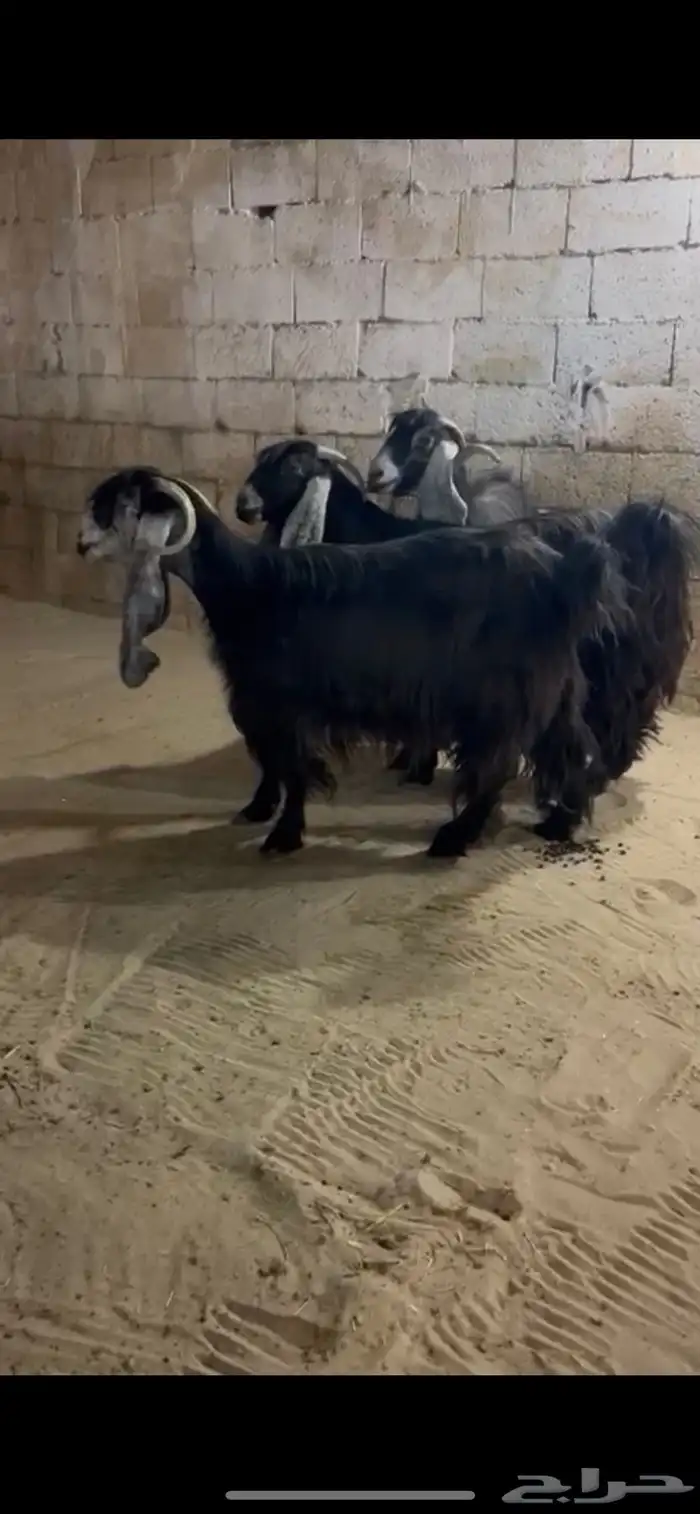 معزا عورض 0