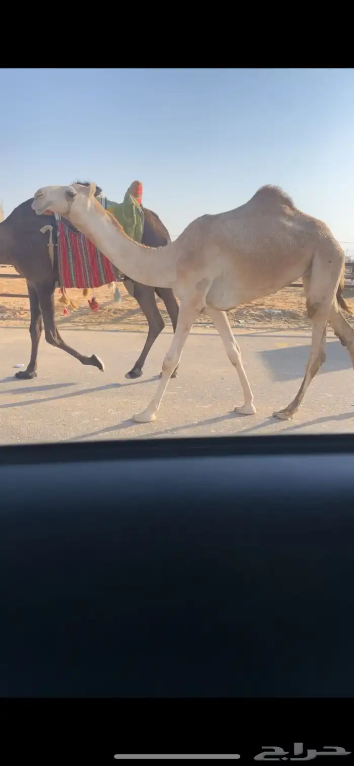 بكره مفروده ابوها غفلان بعير مبارك الزمامي وعلا جميع الشروط 0