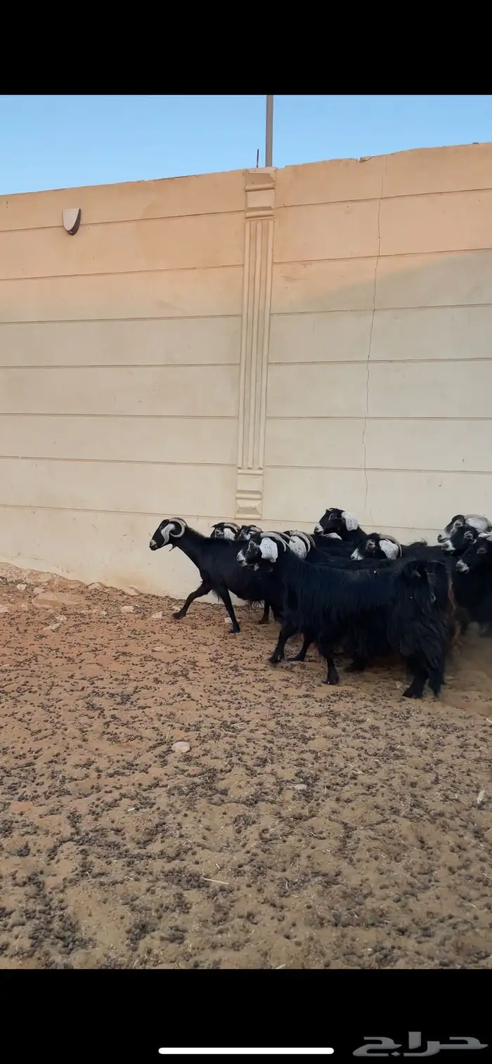 معزا حصيب ودفيع شرط سونار 2