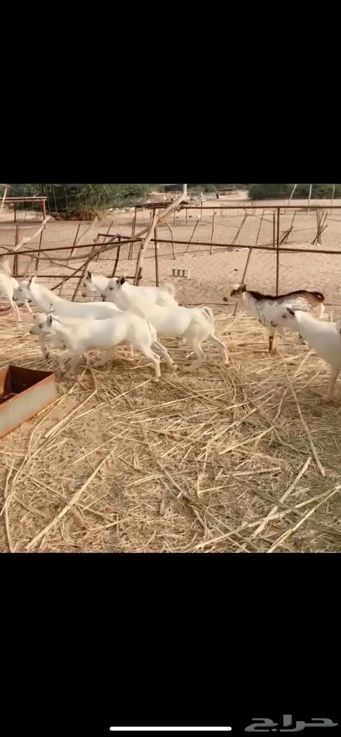 تيوس يمنيه مرابي 2