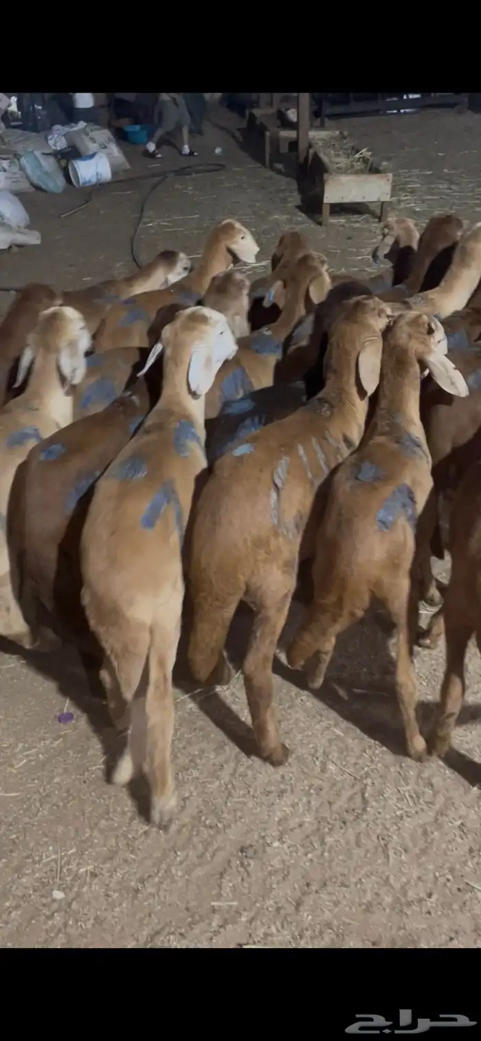 بهم حمري لوز 2