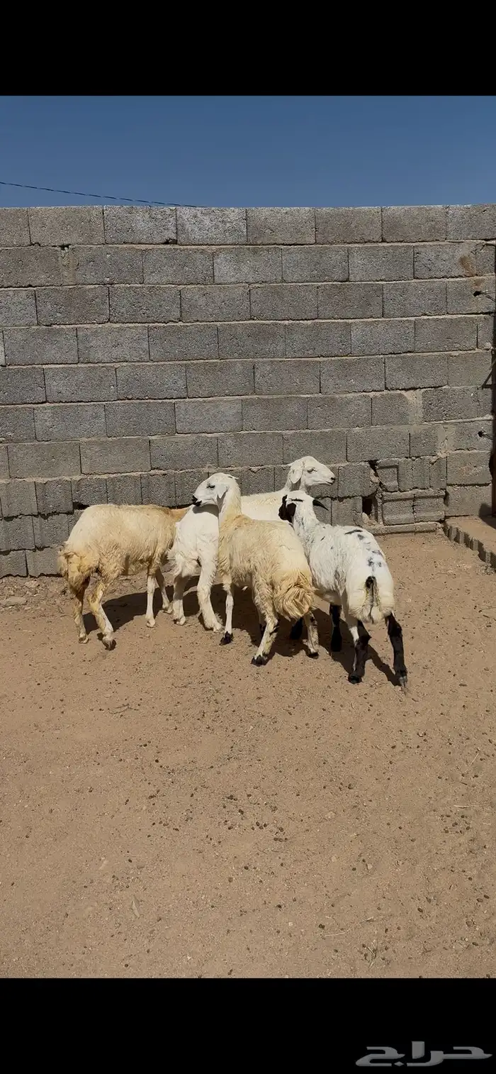 رخال مقاني 4