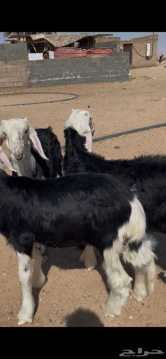 طليان نجد تم البيع 5