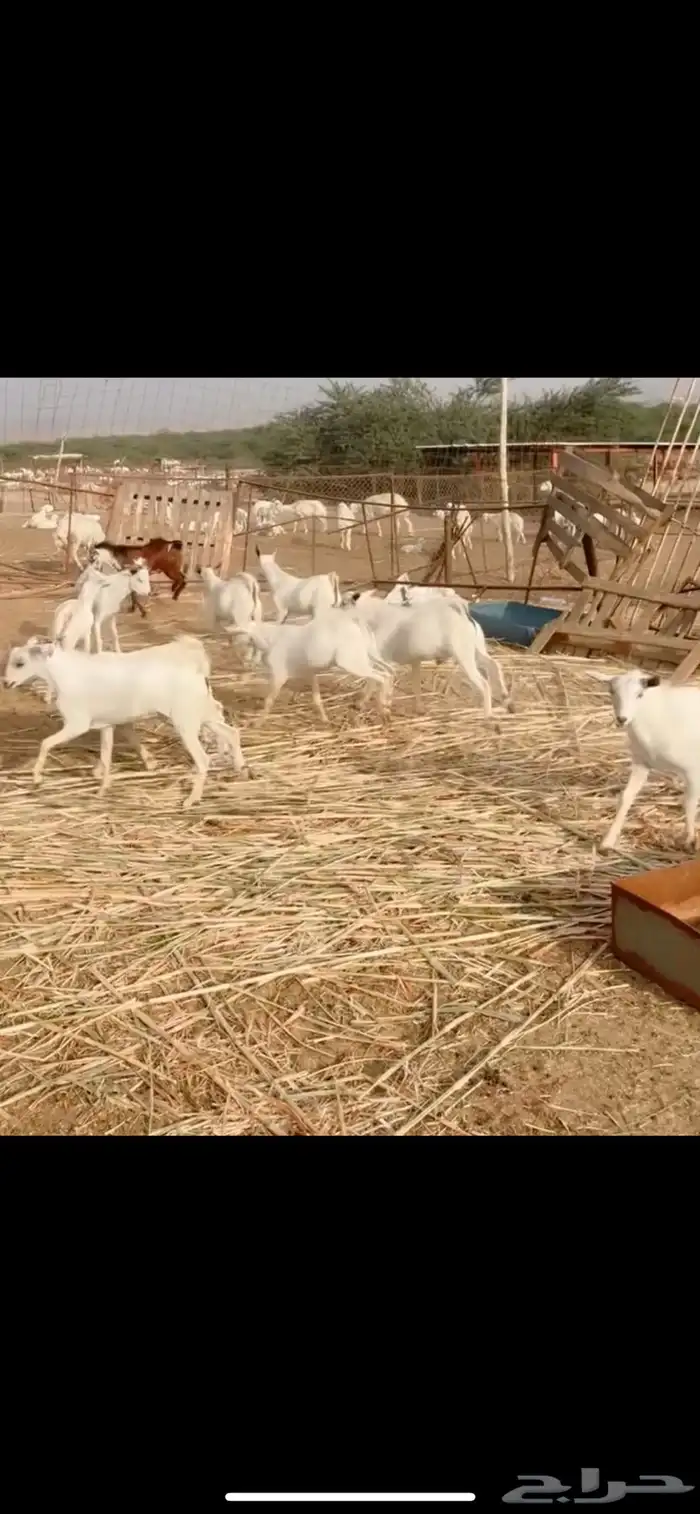 تيوس يمنيه مرابي 5