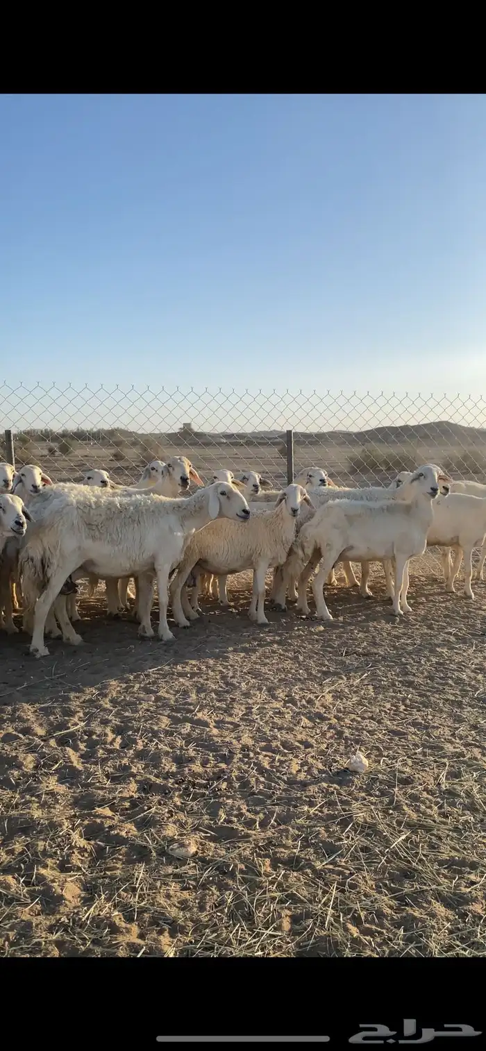 حريات طيبه وكفو 3