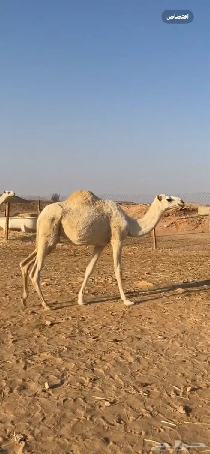 بكره حقه 2