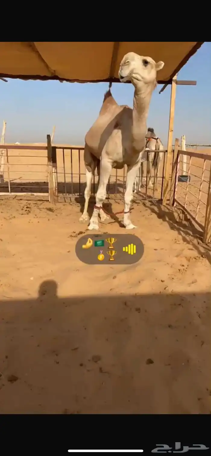 للبيع لقحة شقحا ع بعير بن عويفي 8