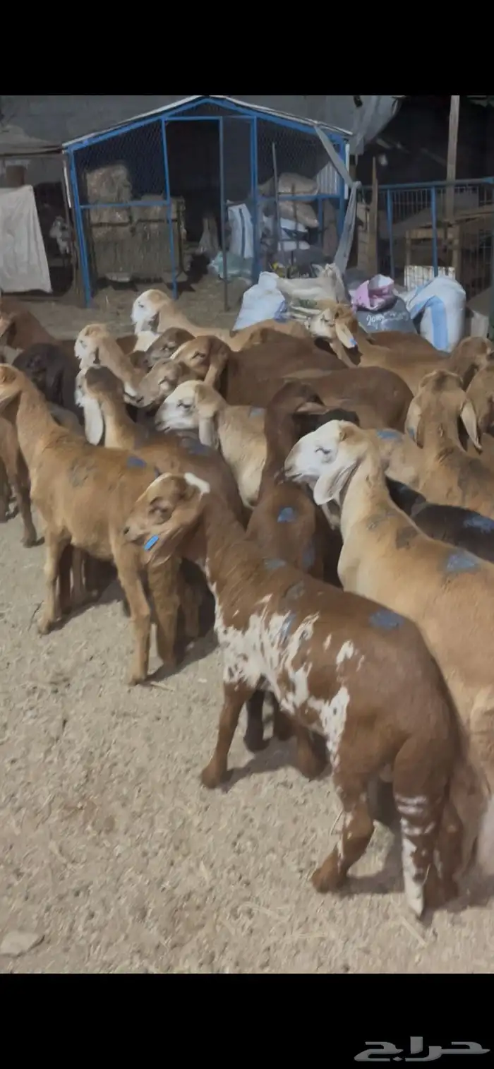 بهم حمري لوز 3