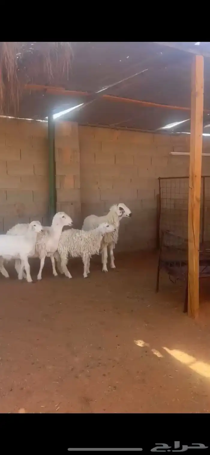 طليان حري 0
