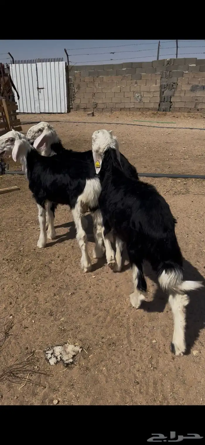 طليان نجد تم البيع 6