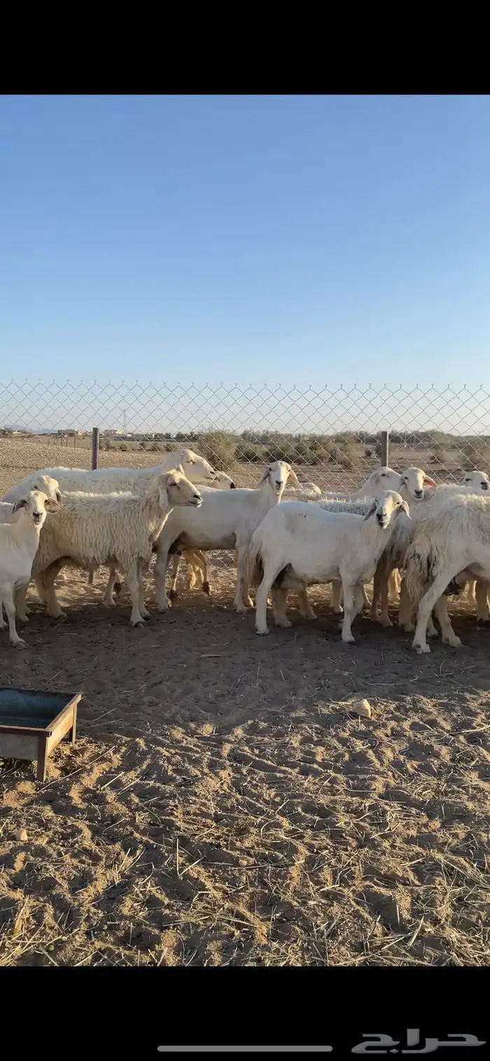 حريات طيبه وكفو 4
