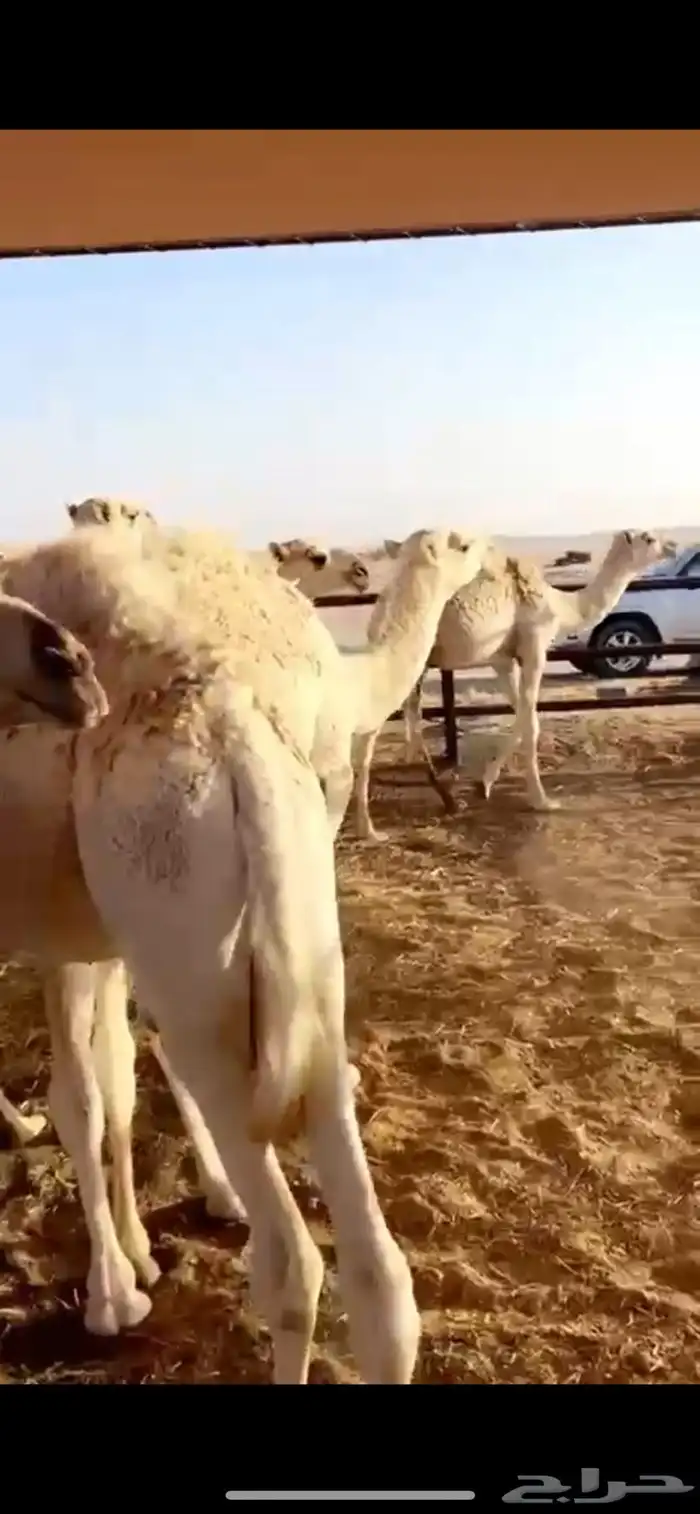 حشوان مفاريد حشو 0