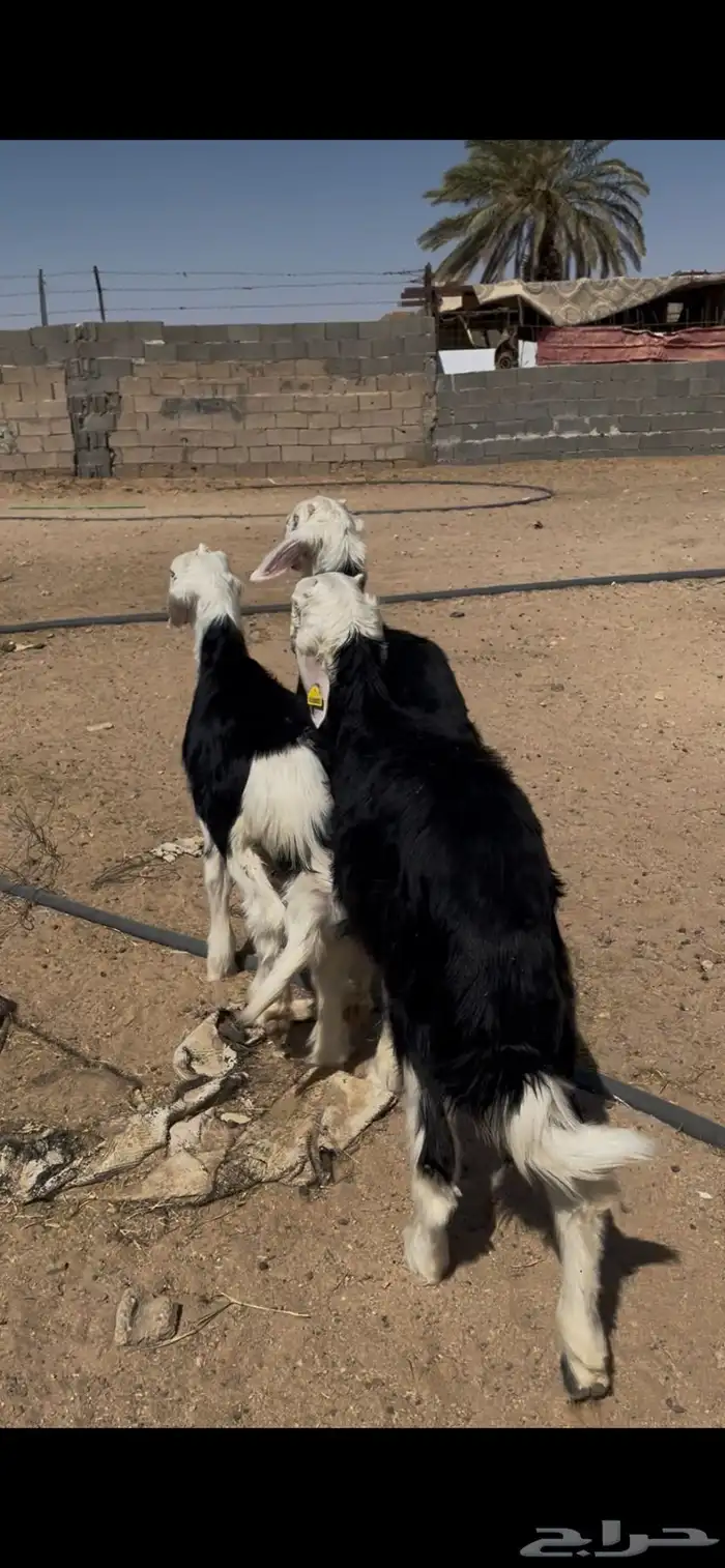 طليان نجد تم البيع 8