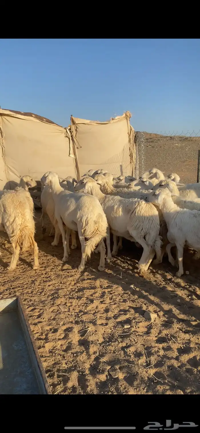 حريات طيبه وكفو 8