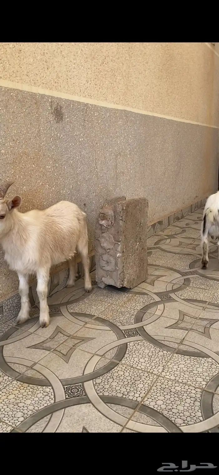 تيس قزم عمره 9شهور حجم صغير 6