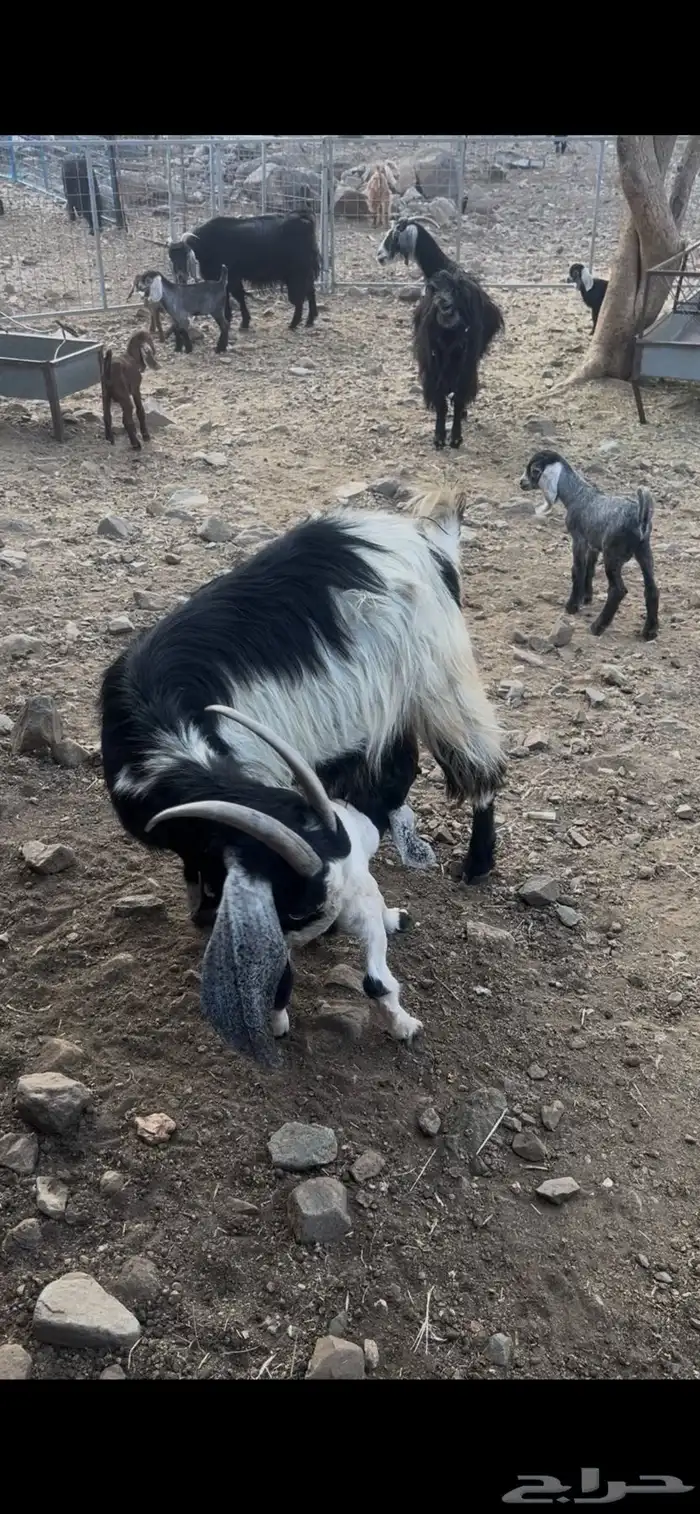 معزا خلفات مراح واحد نضيفه 3