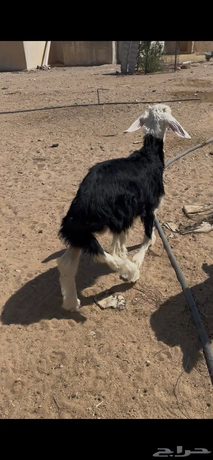 طليان نجد تم البيع 2