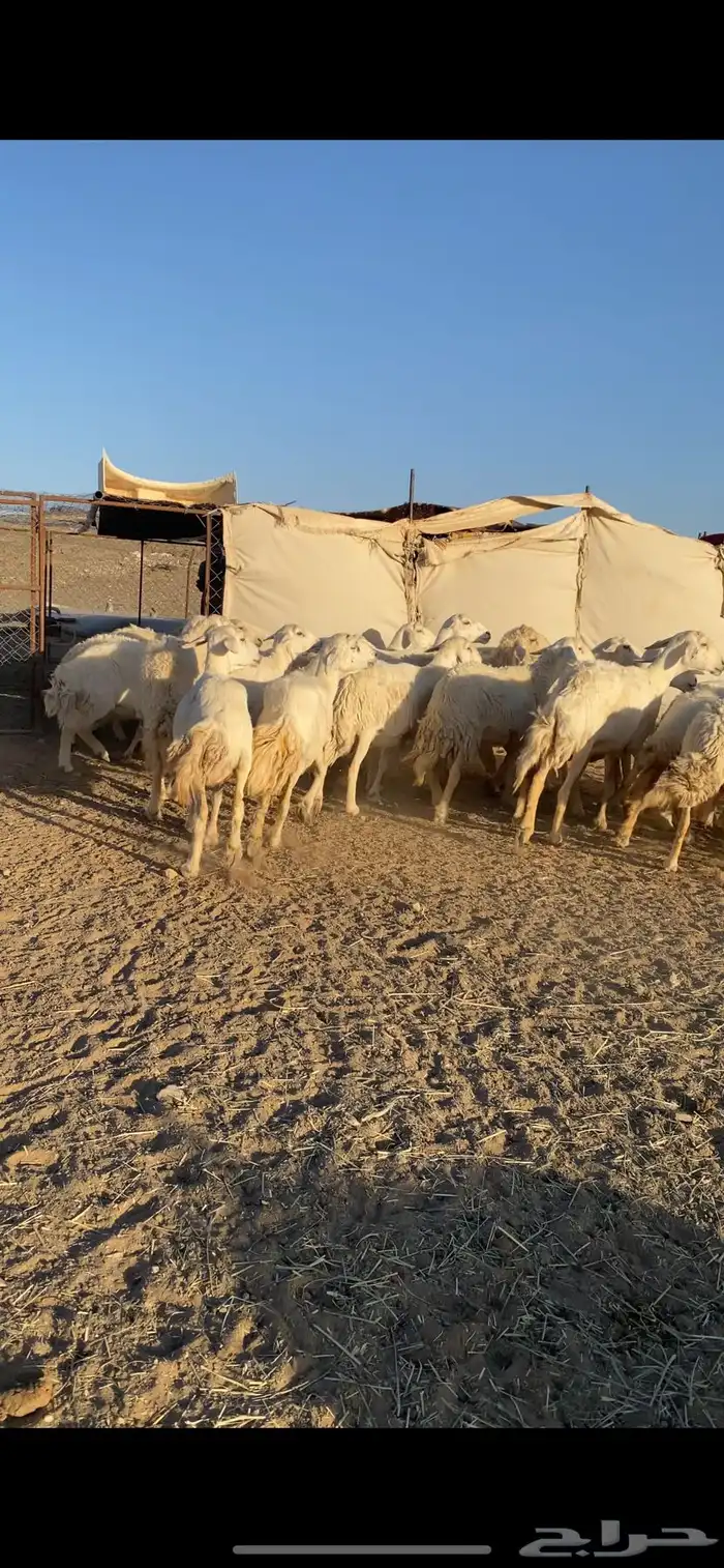 حريات طيبه وكفو 7