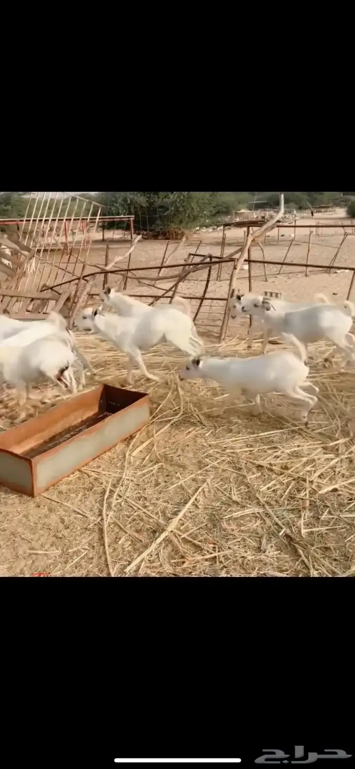 تيوس يمنيه مرابي 3