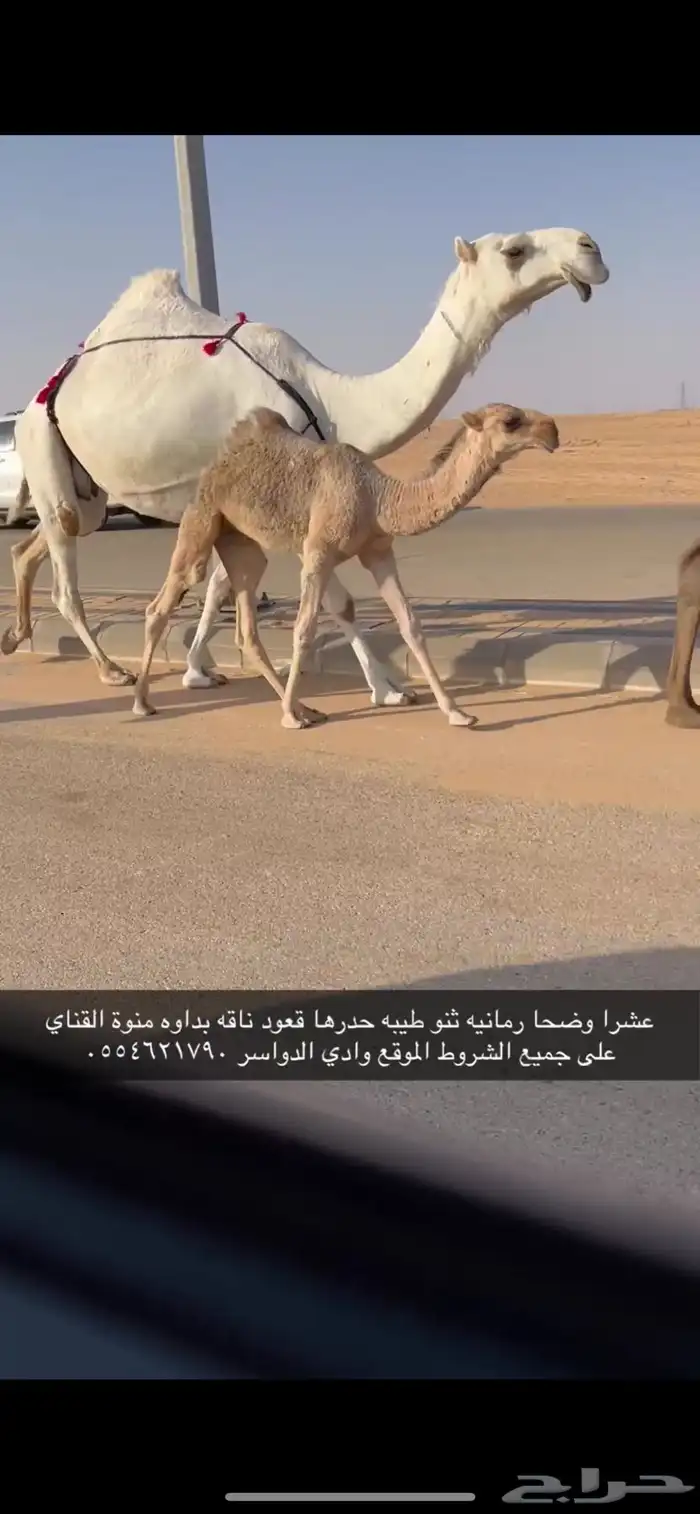 عشرا وضحا رمانيه كفو 0