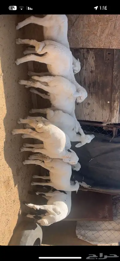 خرفان ورخال index