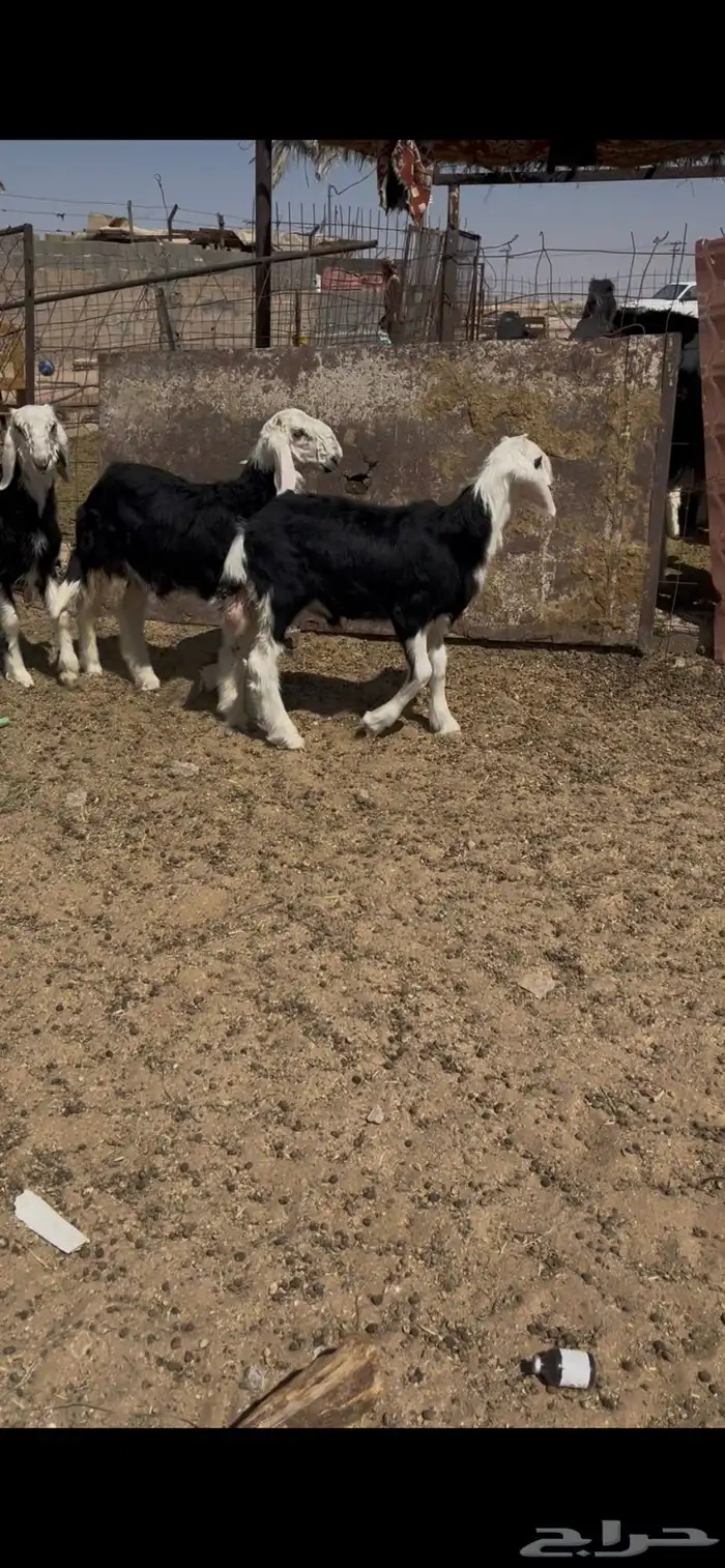 طليان نجد تم البيع 0