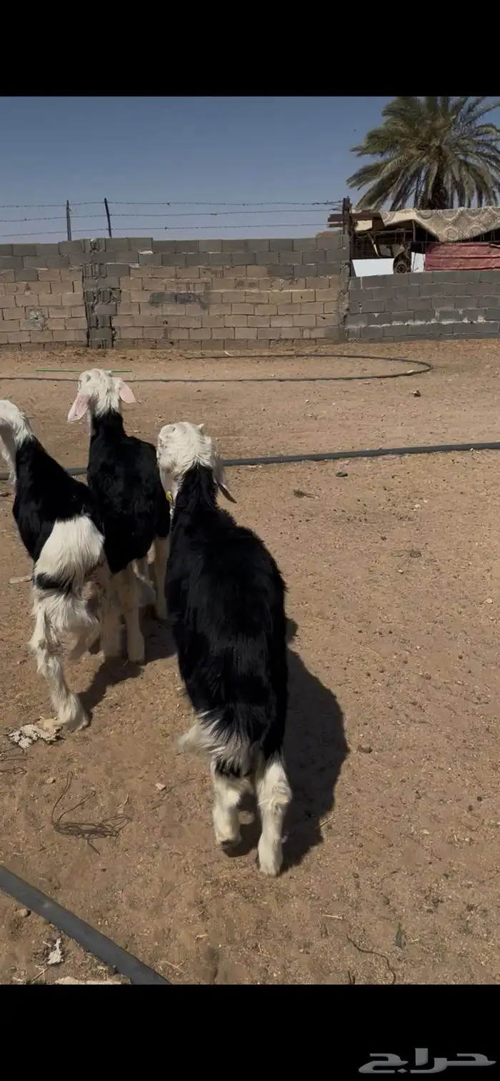 طليان نجد تم البيع 7