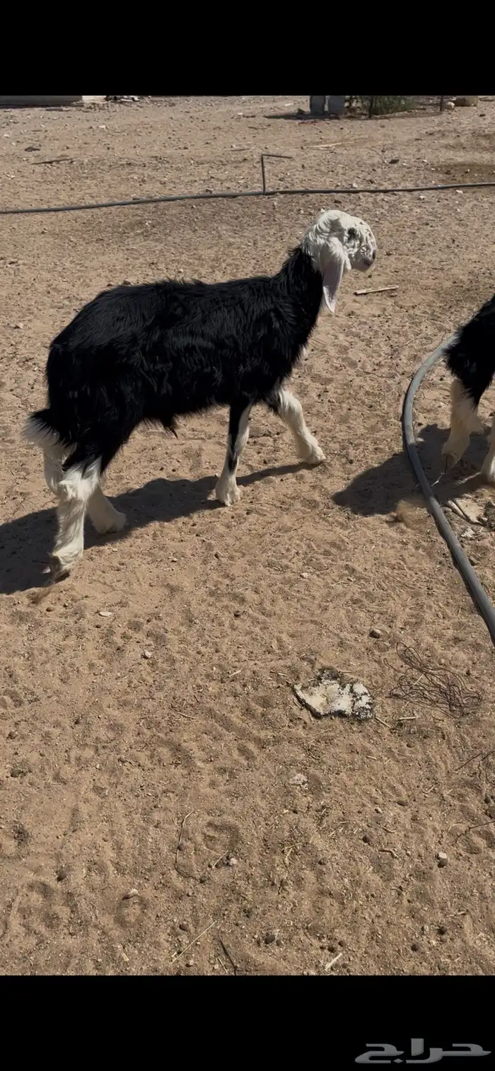 طليان نجد تم البيع 1