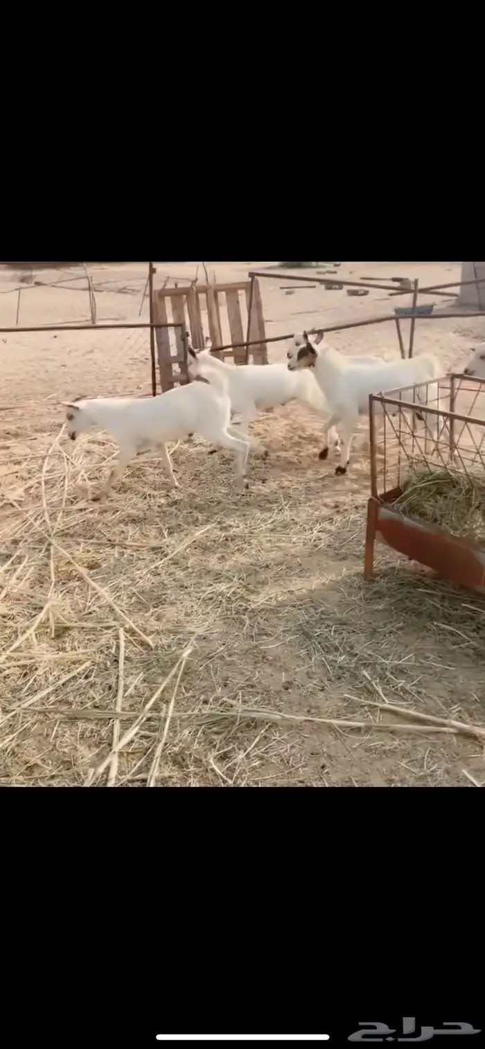 تيوس يمنيه مرابي 0