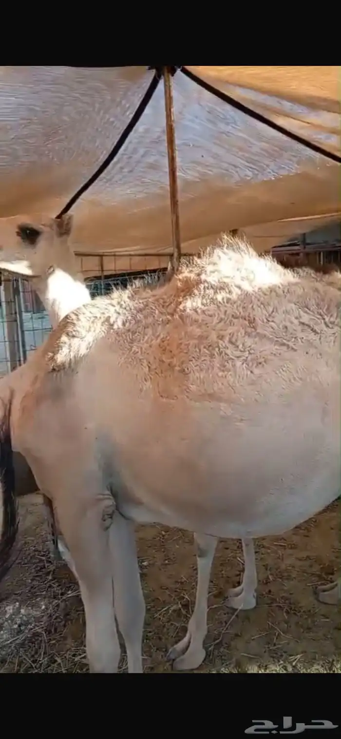 قعداننا تكفي السوق.. وتكسب الزبون 3