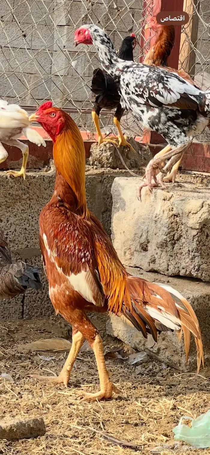 دجاج سندي 2