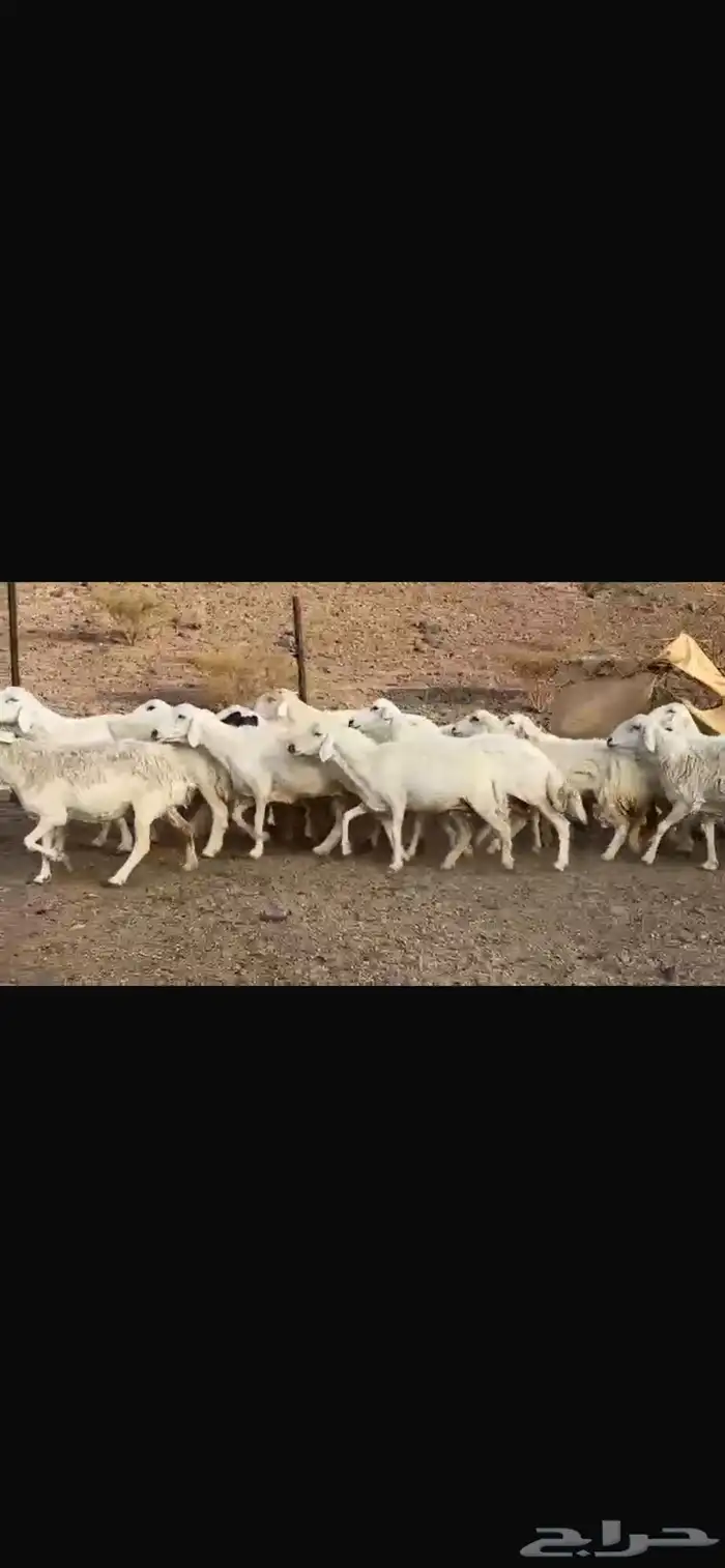 ضان حرش طيبه العدد  العدد31 ب الفحل تحتها واحد 1