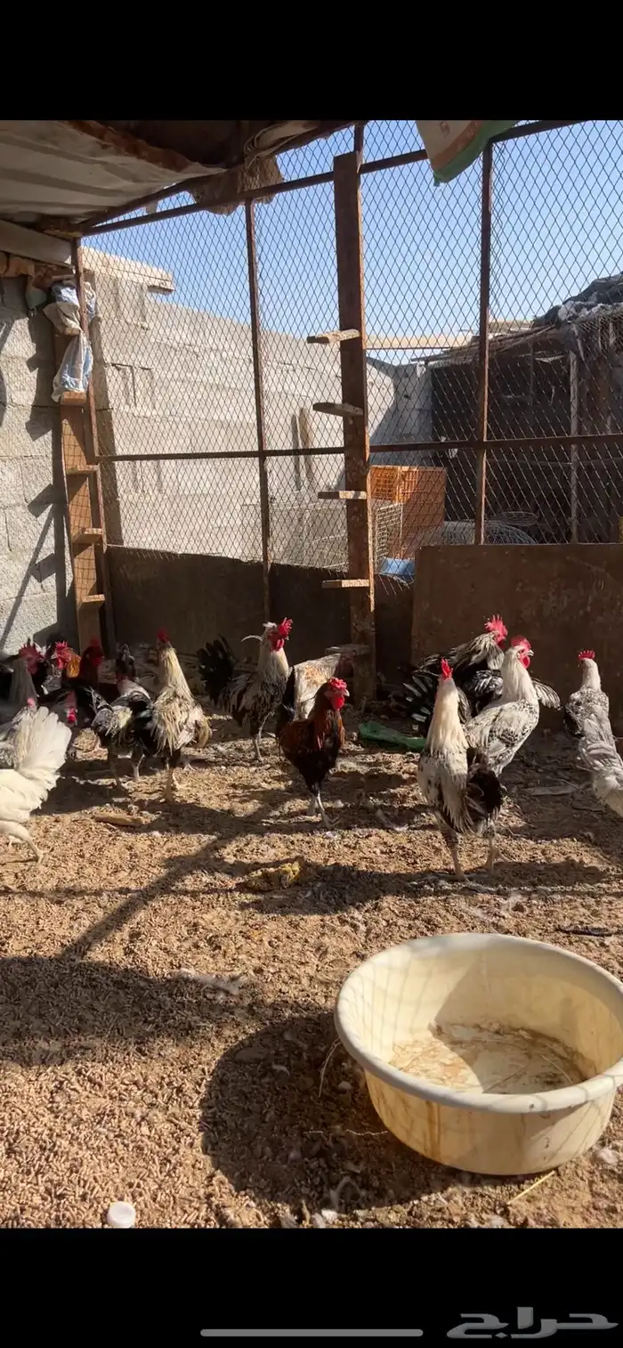 ديوك للبيع 1