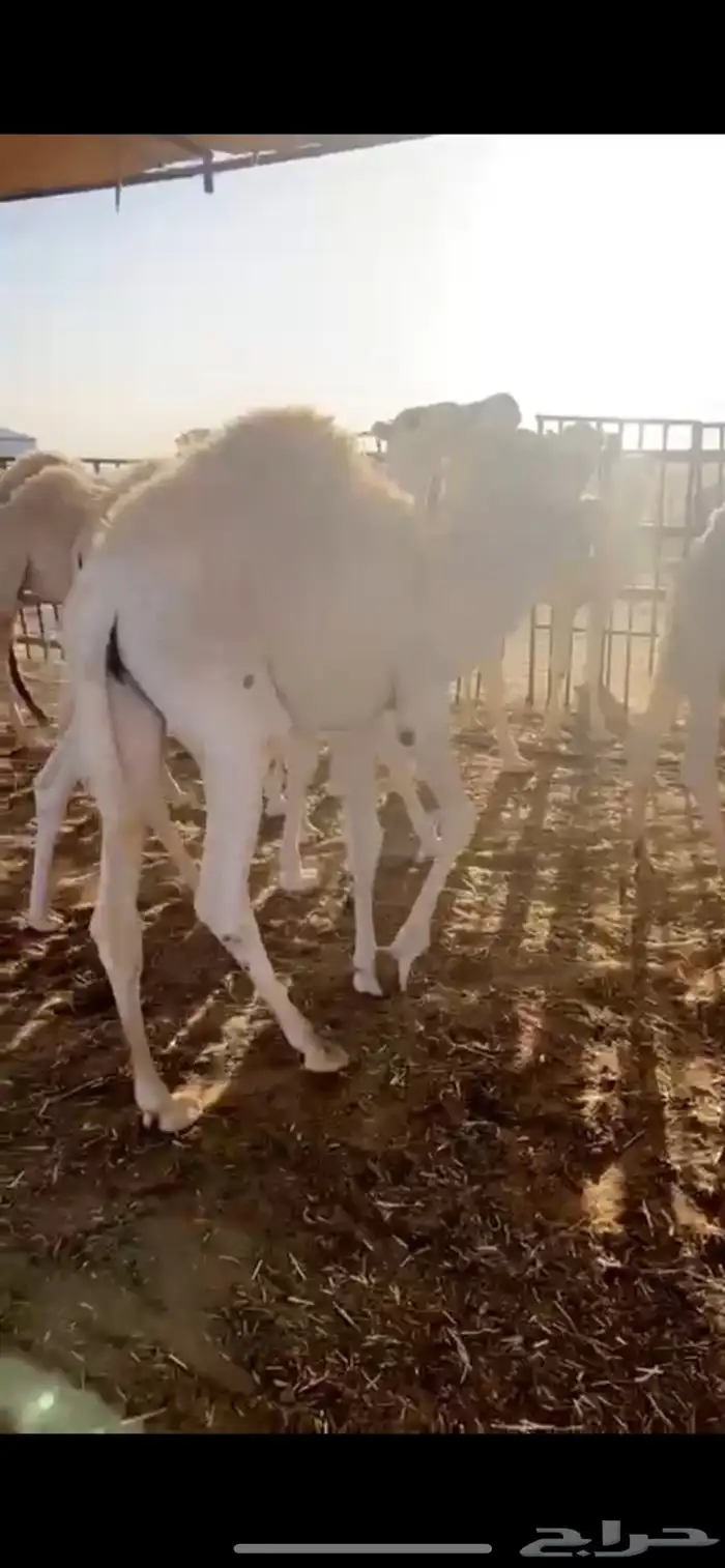 حشوان مفاريد حشو 4