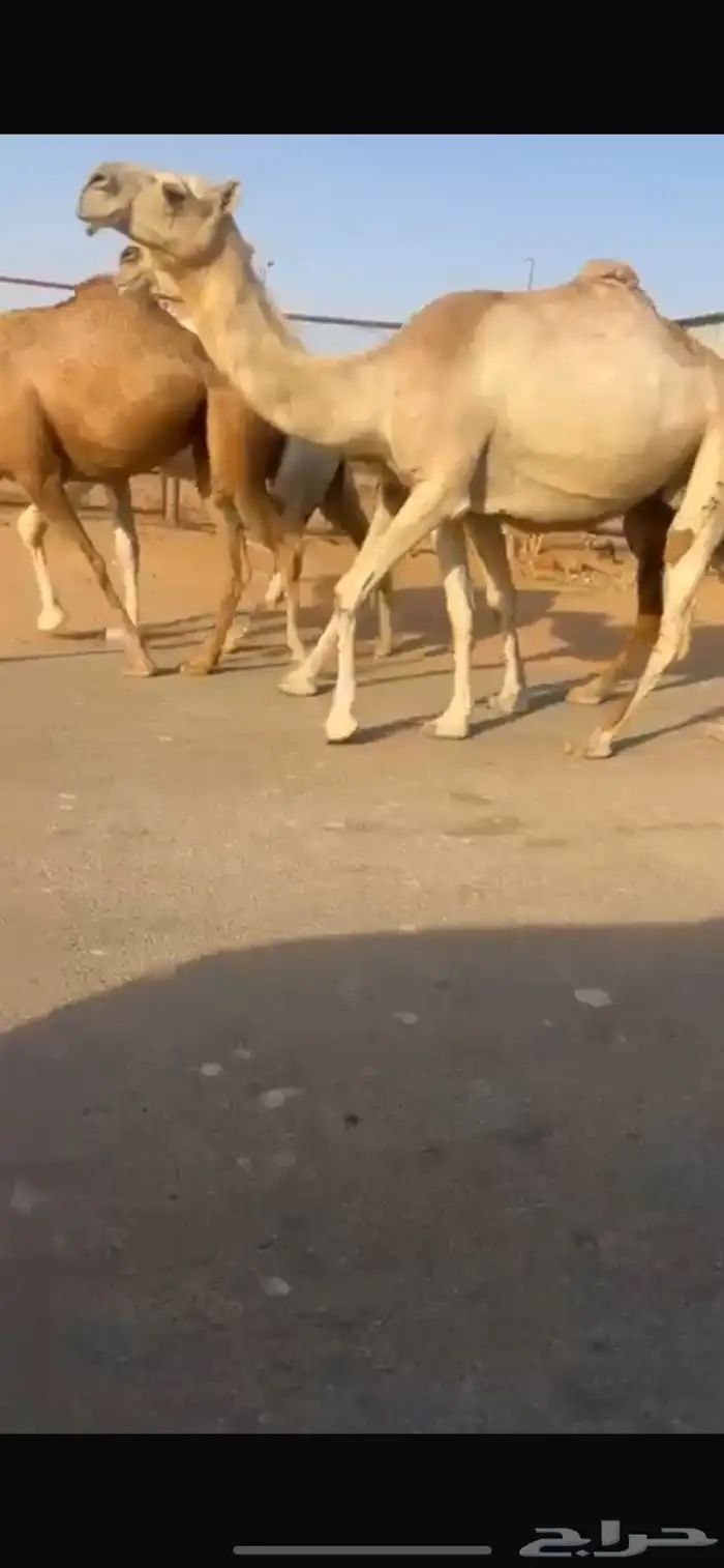 للبيع لقحة شقحا ع بعير بن عويفي 0