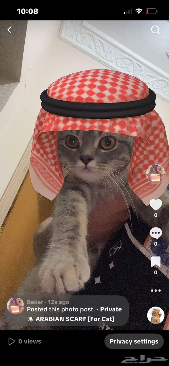 قطه للبيع وابي احد يخاف الله فيه 0