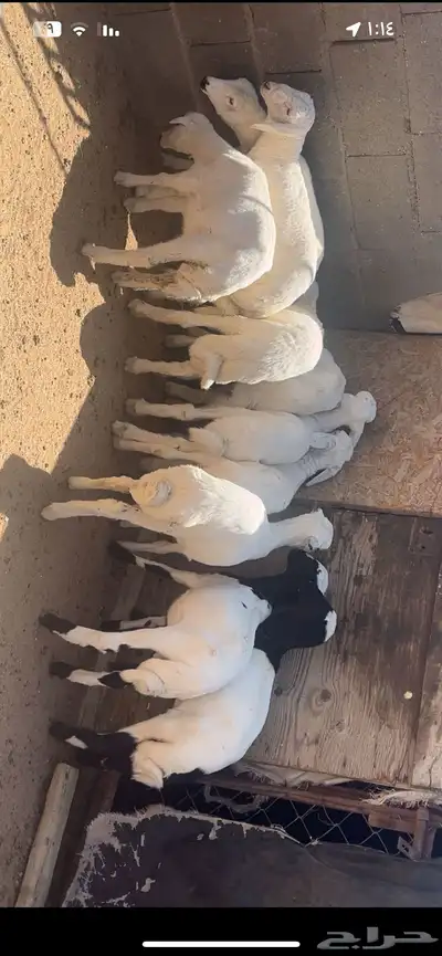 خرفان ورخال index