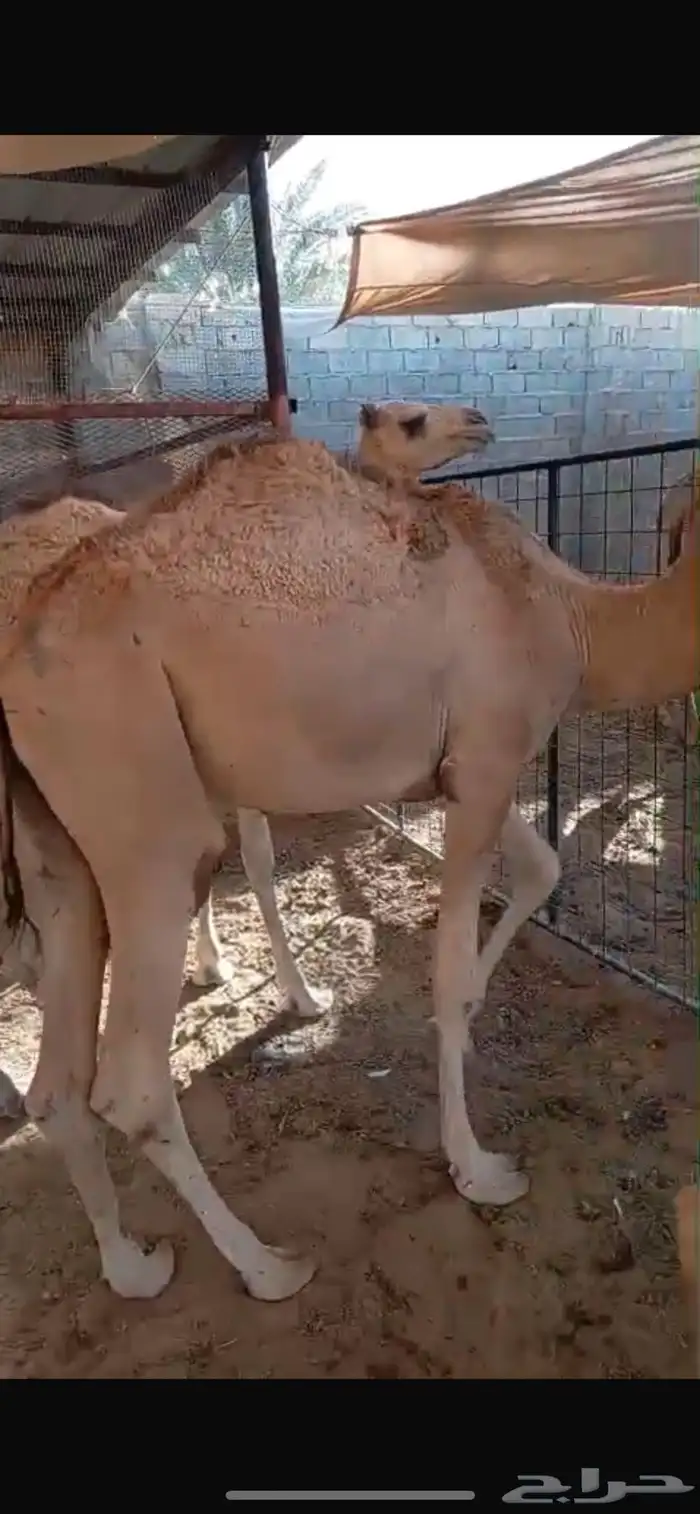 قعداننا تكفي السوق.. وتكسب الزبون 5