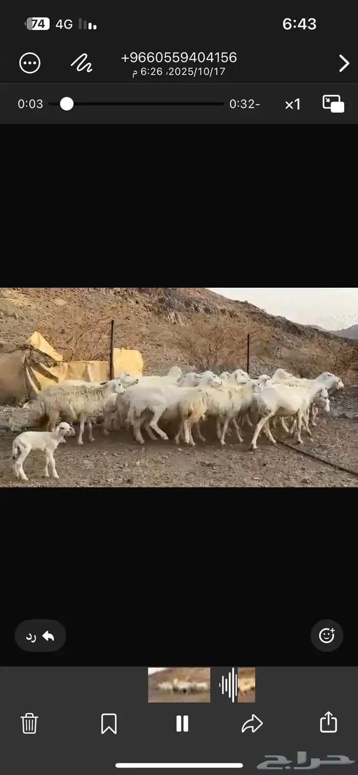 ضان حرش طيبه العدد  العدد31 ب الفحل تحتها واحد 3