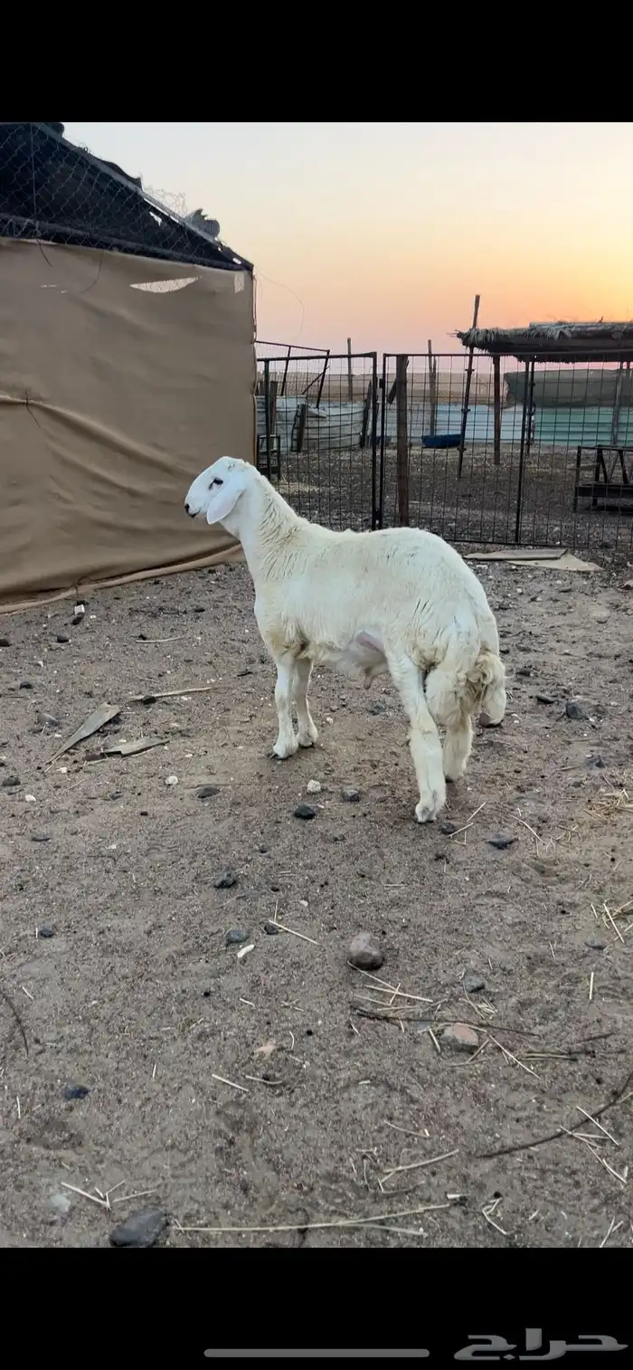 مشروع فحل حري فاخر 0