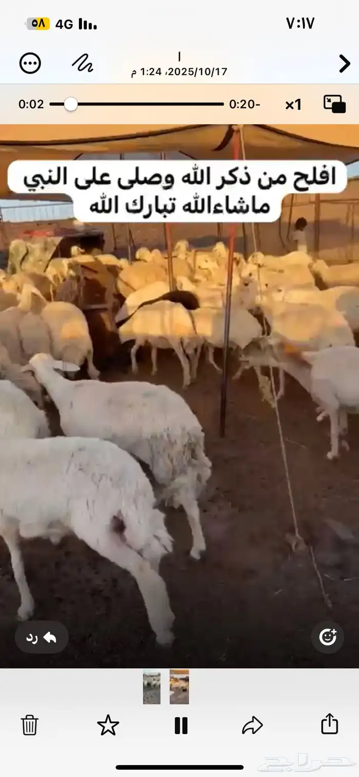 للبيع ضان ومعزا مراح واحد العددالضان حول 80 المعزا حول 70 0