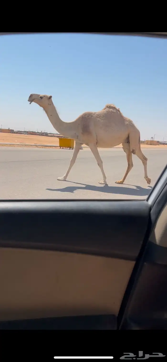 لقحه طيبه على بعير طيب 3