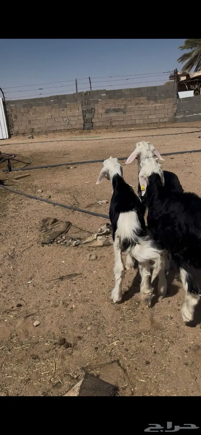 طليان نجد تم البيع 9